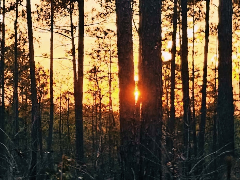 A visitor’s guide to wintering in Aiken, South&nbsp;Carolina